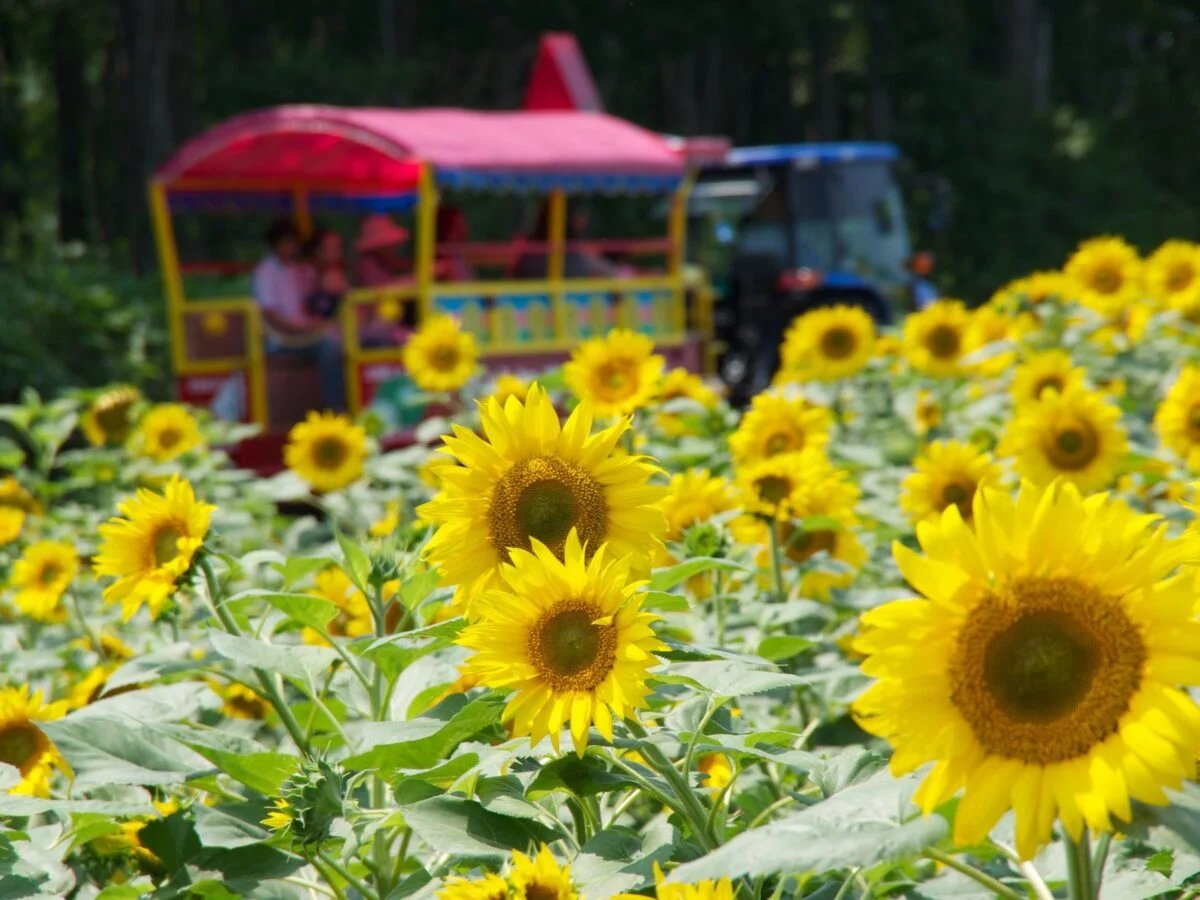 ♨️ 해바라기 공원 호쿠류 온천(선플라워 파크 호쿠류 온천) 이미지 6